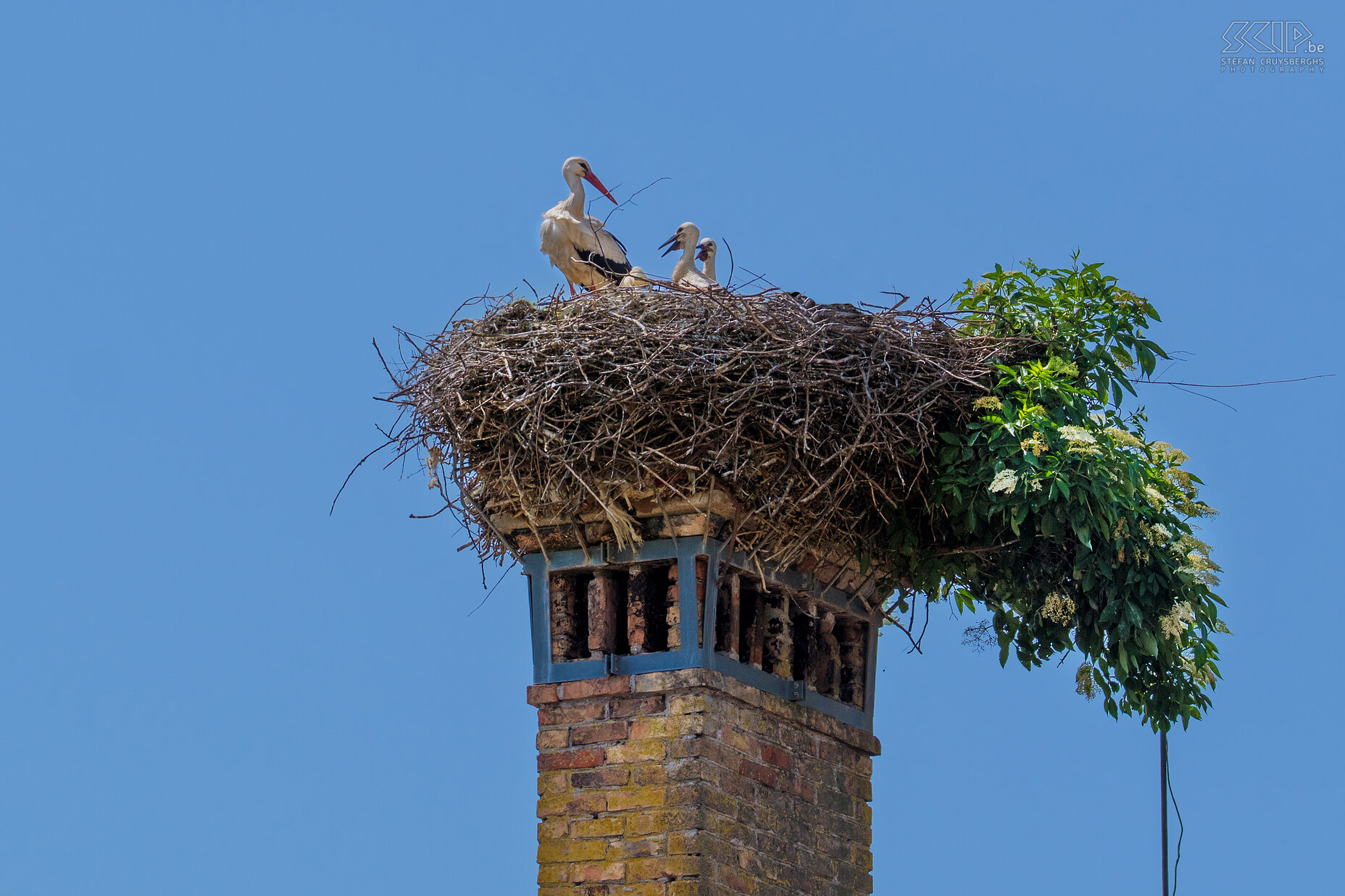 Cerknica - Storks  Stefan Cruysberghs